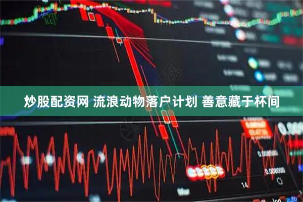 炒股配资网 流浪动物落户计划 善意藏于杯间